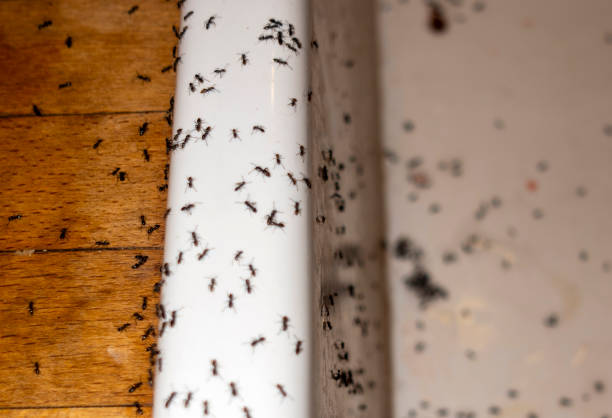 Best Mosquito Control Services  in Splendora, TX